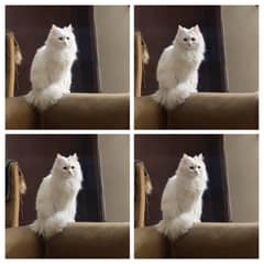 cats For Sale