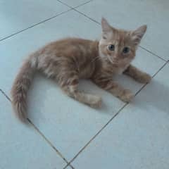 persian ginger brown kitten