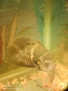 Oscar fish healthy 6 inch above