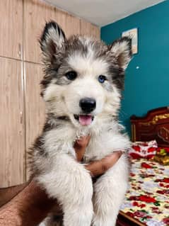 puppies
