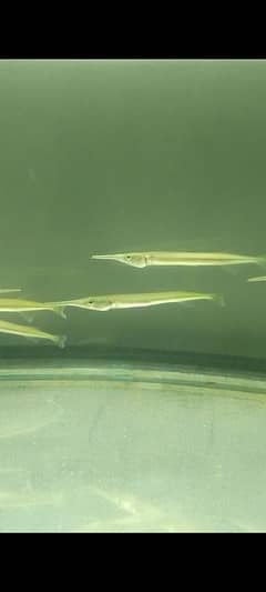 Gar/Oscar's/scat