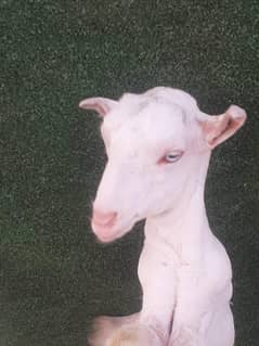 taddy goats / Bakra / Sheep | bakra / بکرا / desi goat