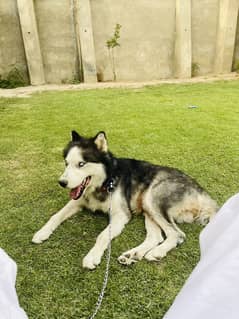 Husky Siberian male 1.5 year friendly dog