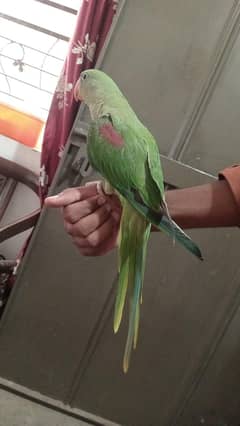 Raw hand team Parrot for sale 03054636833