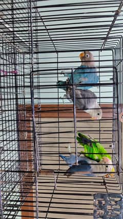 lovebirds for sale
