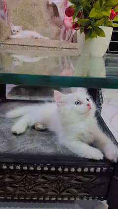 Pure Cute Persian Kitten 0-3-0-0-7-2-6-1-0-0-0 Each kitten Price 8500
