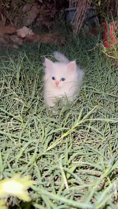 persian Kittens for Sale Age 1month
