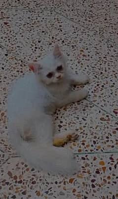 kitten