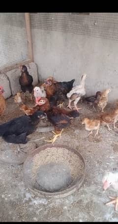 20 days chicks of rhode island red and big hens available