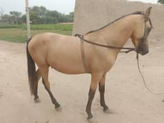 Pure Desi Breed wachera for sale