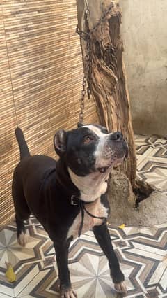 Pitbull