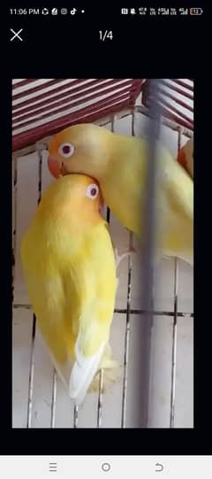 Cremino Red eyes breeder pair