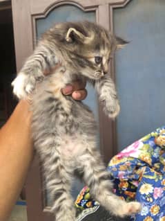 BLACK PERCIAN CAT 25 days age