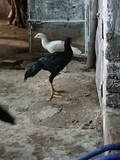 ASEEL pathia patha