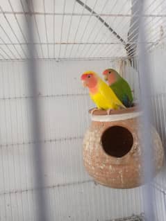 lovebird