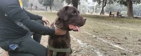 British Labrador