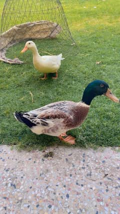 duck pair eggs laying