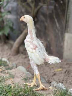 OH shamo chicks paper white for sale all in 30 k
