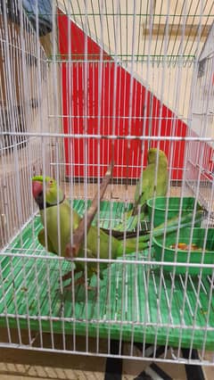 Green parrot pair & Love bird pair. . . Green male and blue female