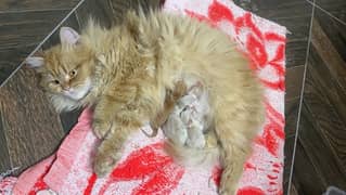 Persian kittens tripple coat