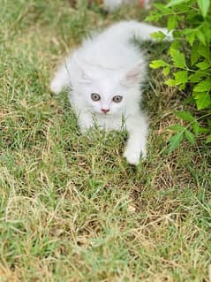 Persian kittens