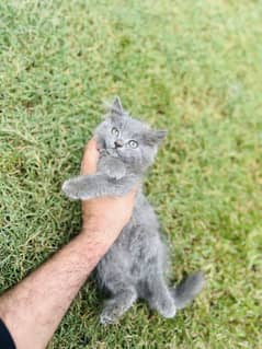 Persian kittens