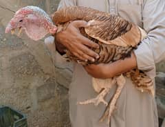 Turkey breeders, ready to breed and chicks also available