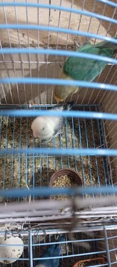 Budgies