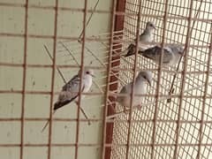 budgies