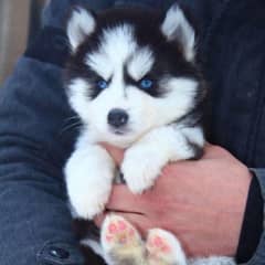 Husky SHIHTZU pug Pomeranian toy breed