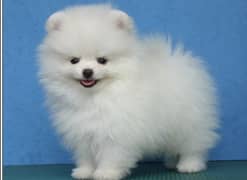 Pomeranion