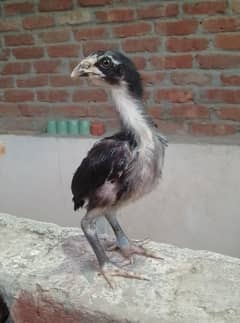 Pure Thai aseel chicks