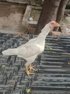 High Quality Heera Pair