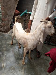 got for sel chakri road ranial
