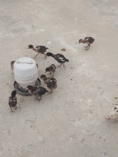 1 female 15 chicks