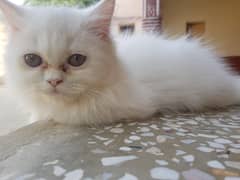 Persian