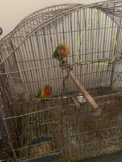 for Sale breader pair ready to bred