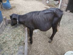 نیلی