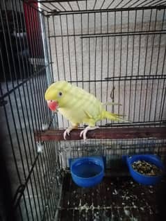 ringneck