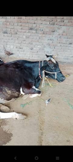 cows for sale one is pregnant and other give 10kg milk