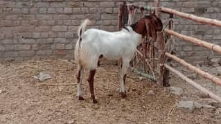 kheeray bakray