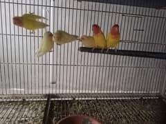 lutino love bird