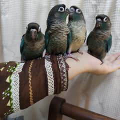 Healthy, playful, semi tamed turquoise conures with DNA certificates