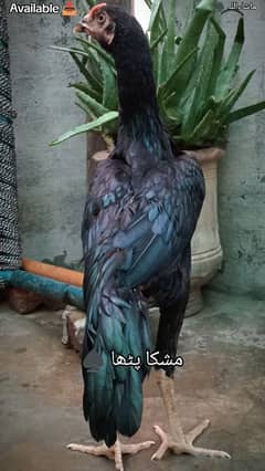 Mushka(03320008486)