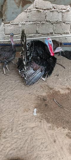 Turkey