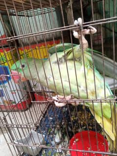 Raw alexanderine parrot