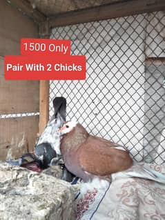 Fancy Pigeons With Chicks