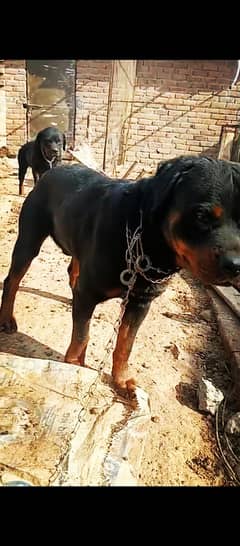 Rottweiler