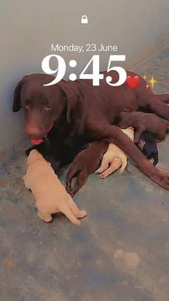 5pupps