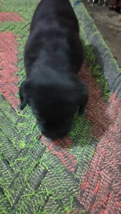 American Labra | Puppies | labrador| pedgree dog | British American